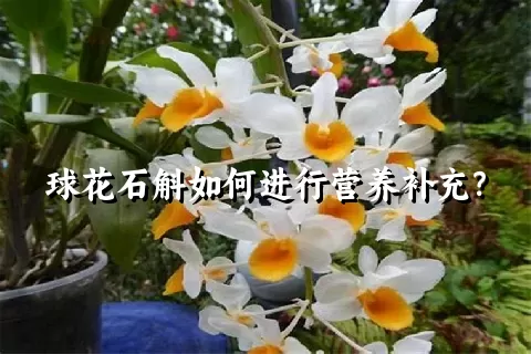 球花石斛如何进行营养补充？