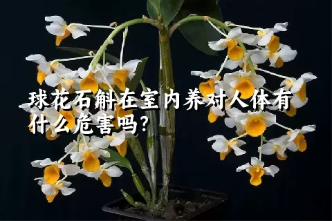 球花石斛在室内养对人体有什么危害吗？