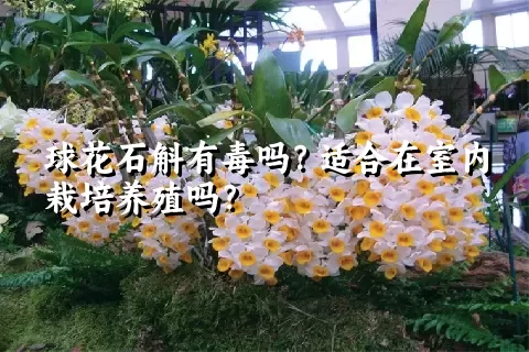 球花石斛有毒吗？适合在室内栽培养殖吗？