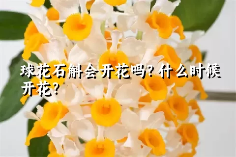 球花石斛会开花吗？什么时候开花？