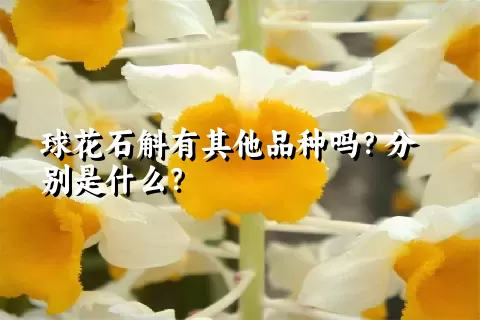 球花石斛有其他品种吗？分别是什么？
