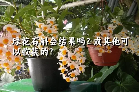 球花石斛会结果吗？或其他可以收获的？