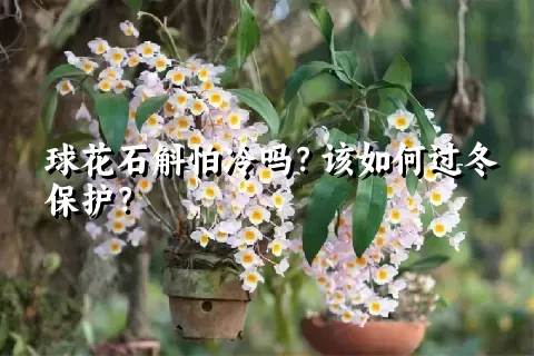 球花石斛怕冷吗？该如何过冬保护？