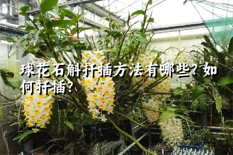 球花石斛扦插方法有哪些？如何扦插？