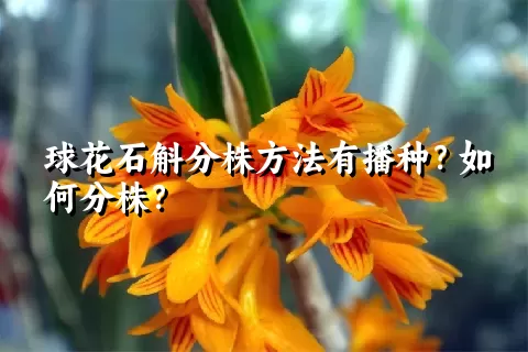 球花石斛分株方法有播种？如何分株？