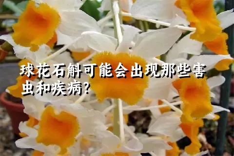 球花石斛可能会出现那些害虫和疾病？