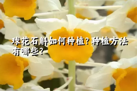 球花石斛如何种植？种植方法有哪些？