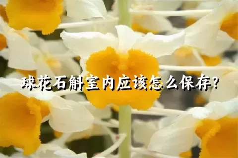 球花石斛室内应该怎么保存？
