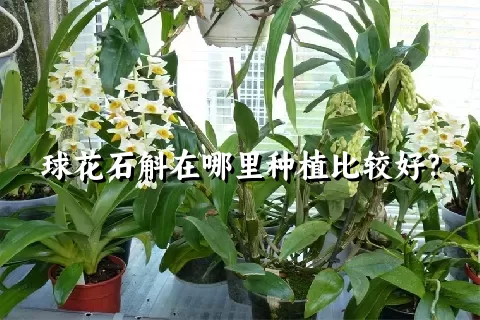 球花石斛在哪里种植比较好？
