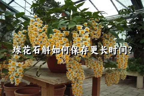 球花石斛如何保存更长时间？