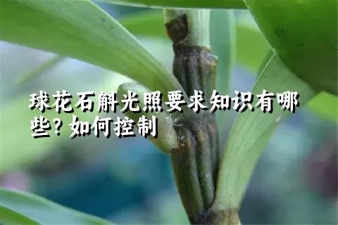 球花石斛光照要求知识有哪些？如何控制
