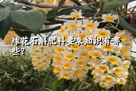 球花石斛肥料要求知识有哪些？