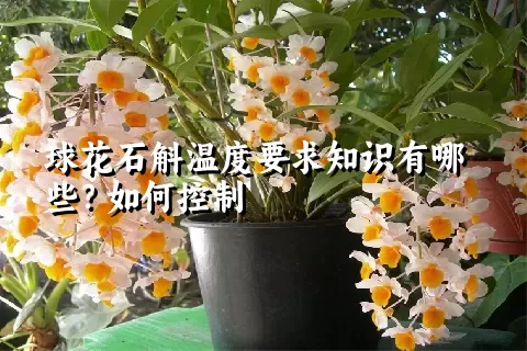 球花石斛温度要求知识有哪些？如何控制