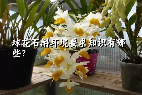 球花石斛环境要求知识有哪些？