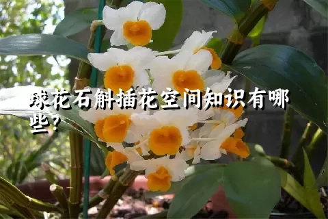 球花石斛插花空间知识有哪些？