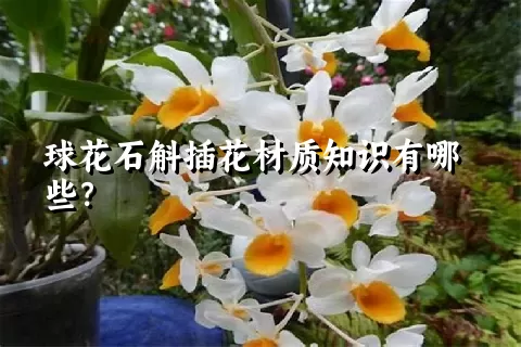球花石斛插花材质知识有哪些？