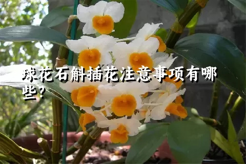 球花石斛插花注意事项有哪些？