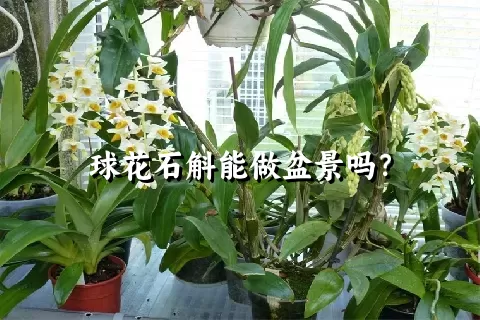 球花石斛能做盆景吗？