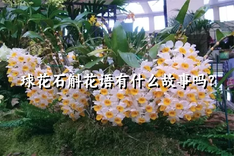 球花石斛花语有什么故事吗？