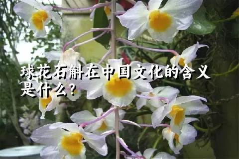 球花石斛在中国文化的含义是什么？