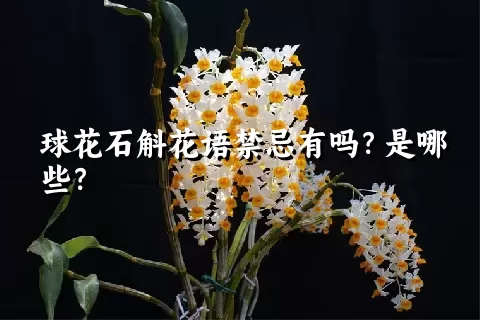 球花石斛花语禁忌有吗？是哪些？