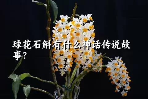 球花石斛有什么神话传说故事？