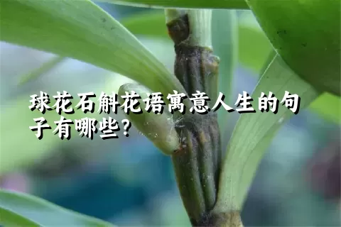 球花石斛花语寓意人生的句子有哪些？
