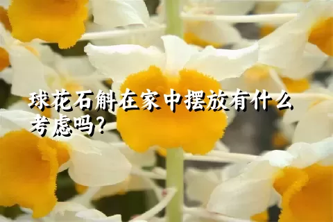 球花石斛在家中摆放有什么考虑吗？