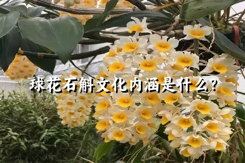 球花石斛文化内涵是什么？