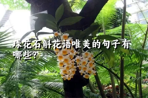 球花石斛花语唯美的句子有哪些？
