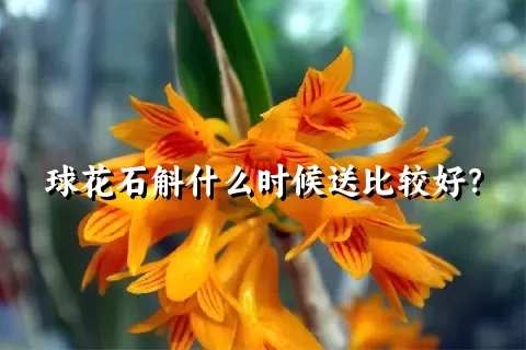 球花石斛什么时候送比较好？