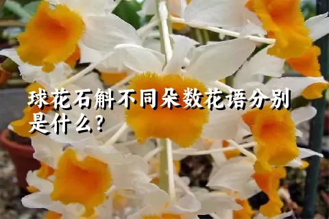球花石斛不同朵数花语分别是什么？
