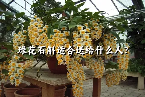 球花石斛适合送给什么人？