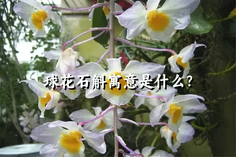 球花石斛寓意是什么？