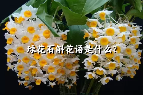 球花石斛花语是什么？