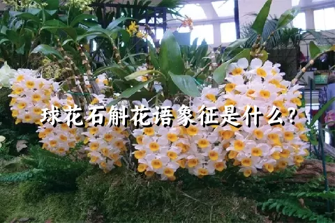 球花石斛花语象征是什么？