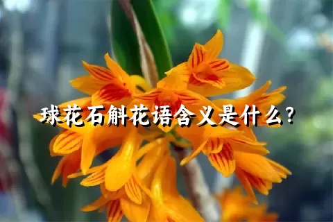 球花石斛花语含义是什么？