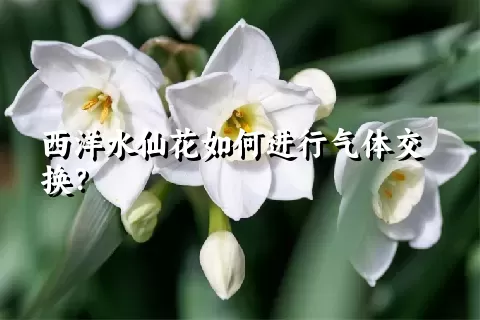 西洋水仙花如何进行气体交换？