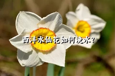 西洋水仙花如何浇水？
