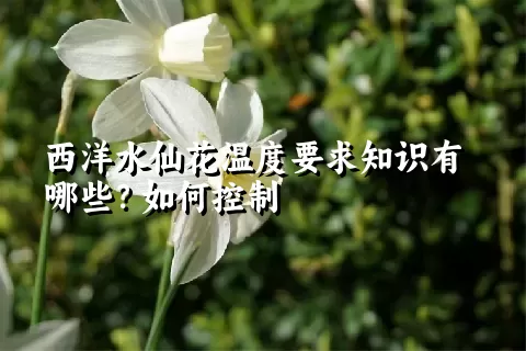 西洋水仙花温度要求知识有哪些？如何控制