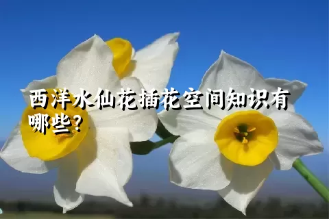西洋水仙花插花空间知识有哪些？