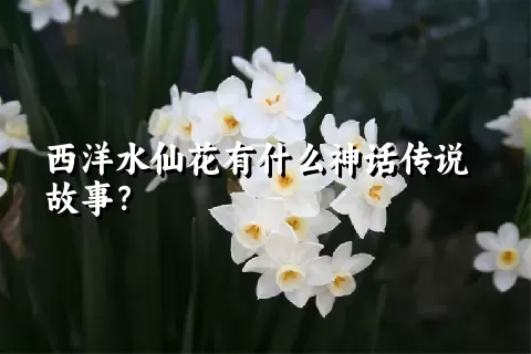 西洋水仙花有什么神话传说故事？