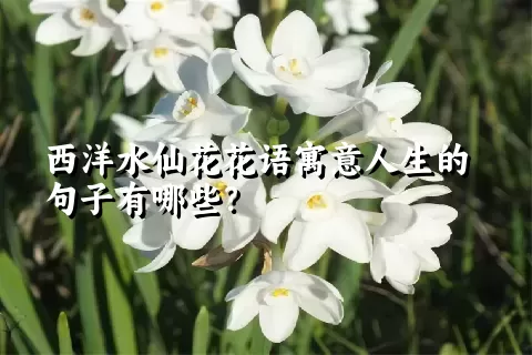 西洋水仙花花语寓意人生的句子有哪些？