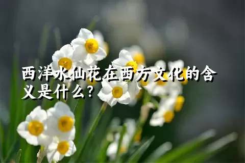 西洋水仙花在西方文化的含义是什么？