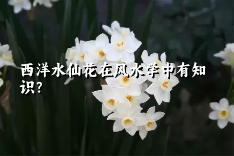 西洋水仙花在风水学中有知识？