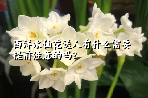 西洋水仙花送人有什么需要提前注意的吗？