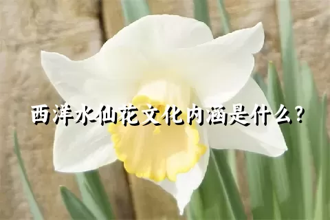 西洋水仙花文化内涵是什么？