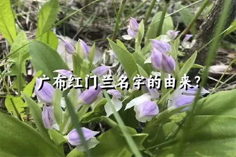 广布红门兰名字的由来？
