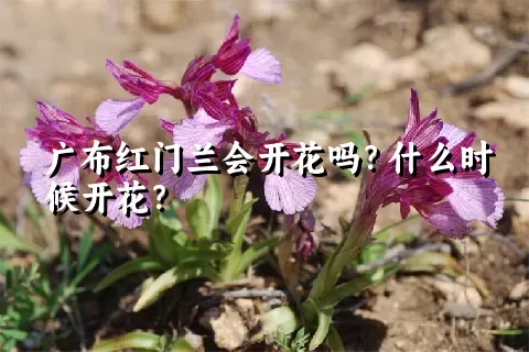 广布红门兰会开花吗？什么时候开花？