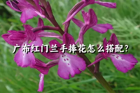 广布红门兰手捧花怎么搭配？